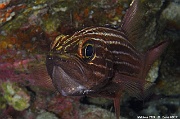 Cheilodipterus macrodon Apogon a grandes dents-Maldives Five rocks-18m-20240425-da-DSC_6822_tn